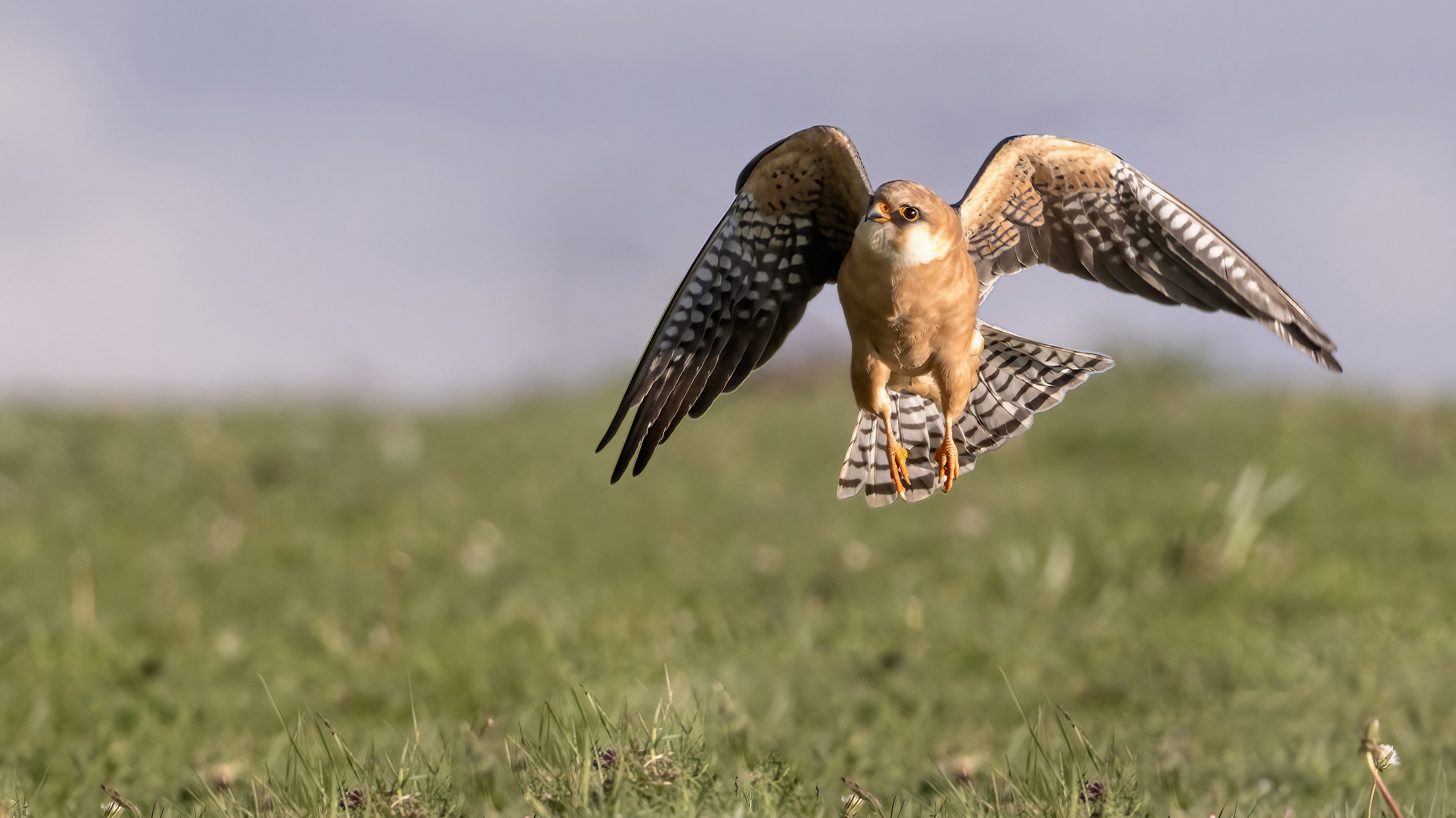 Red-footed Falcon
